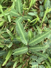 Albizia julibrissin julibrissin