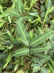 Albizia julibrissin julibrissin