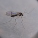 Meniscus Midges - Photo (c) David Wilson, some rights reserved (CC BY-NC), uploaded by David Wilson