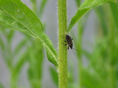Pyrrhocoris sibiricus