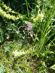 Allium carinatum
