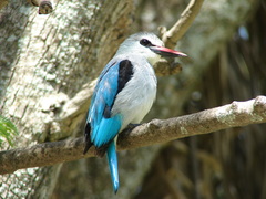 Halcyon senegalensis