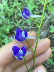 Delphinium depauperatum