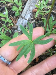 Delphinium depauperatum