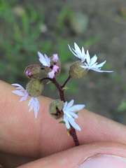 Lithophragma glabrum