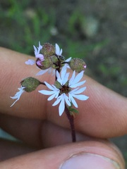 Lithophragma glabrum