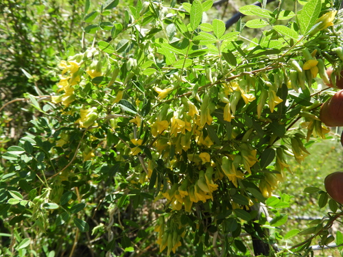 Image of Nissolia platycalyx by (c) Leticia Jiménez Hernández, some rights reserved (CC BY-SA)