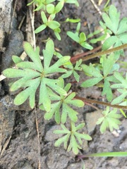 Lithophragma glabrum