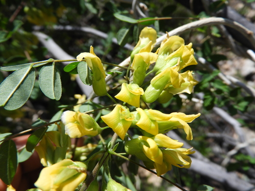 Image of Nissolia platycalyx by (c) Leticia Jiménez Hernández, some rights reserved (CC BY-SA)