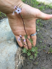 Lithophragma glabrum