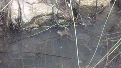 Bombina variegata pachypus