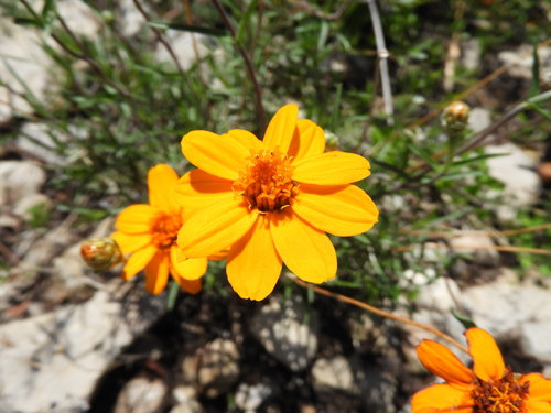 Zinnia juniperifolia (Zinnia juniperifolia)