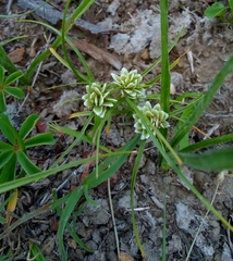 Cyperus seslerioides