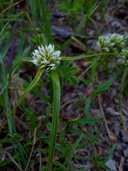 Cyperus seslerioides