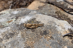 Sphingonotus corsicus