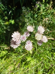 Astrantia major