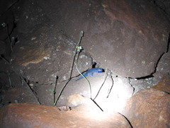 Hemidactylus triedrus