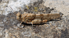 Sphingonotus corsicus