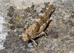 Sphingonotus corsicus