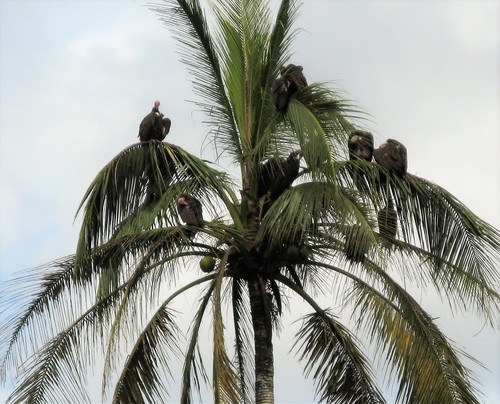 Hooded Vulture