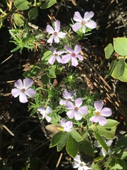 Phlox diffusa longistylis