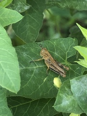 Melanoplus