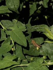 Melanoplus
