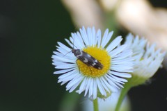 Scythris scopolella