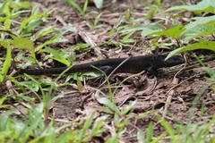 Emoia nigra