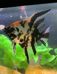 Pterophyllum scalare