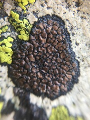 Rhizocarpon bolanderi