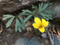 Viola sheltonii