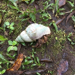 Coenobita brevimanus