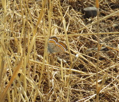 Plebejus melissa melissa