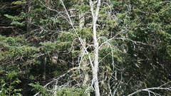 Passerina cyanea
