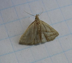 Macrochilo absorptalis