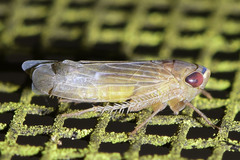 Chlorotettix necopinus