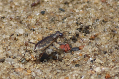 Ellipsoptera marginata