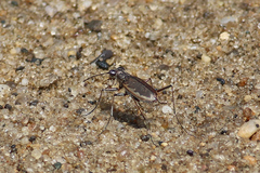 Ellipsoptera marginata