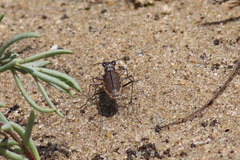 Ellipsoptera marginata