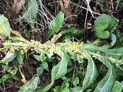 Lactuca serriola