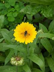 Paranthidium jugatorium