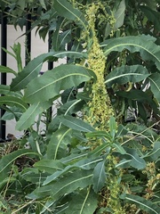 Lactuca serriola