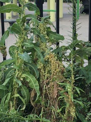 Lactuca serriola
