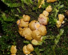 Trichoderma nothescens