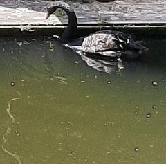 Cygnus atratus