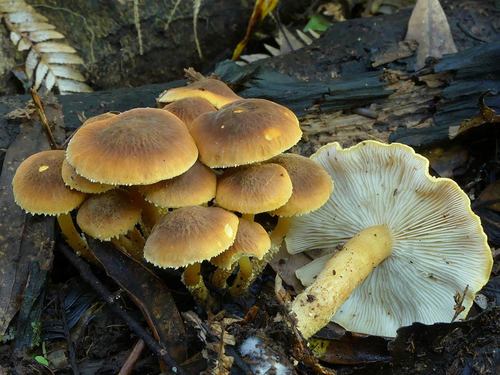 Cystoderma clastotrichum image