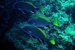 Sciaena umbra