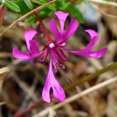 Clarkia concinna