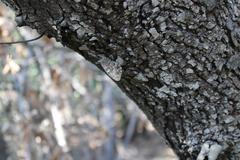 Hipparchia aristaeus